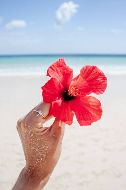 Tropical picture with girl holding hibiscus flower on the beach.