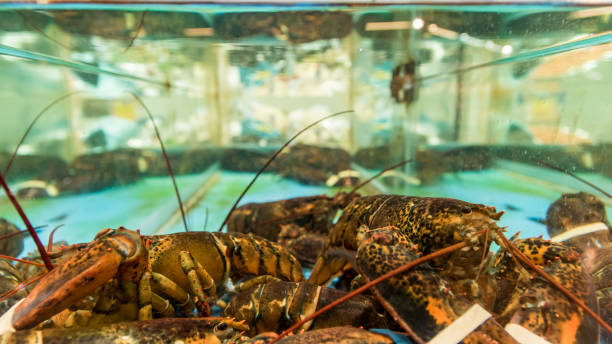 istock live crabs sold from an aquarium 654600008