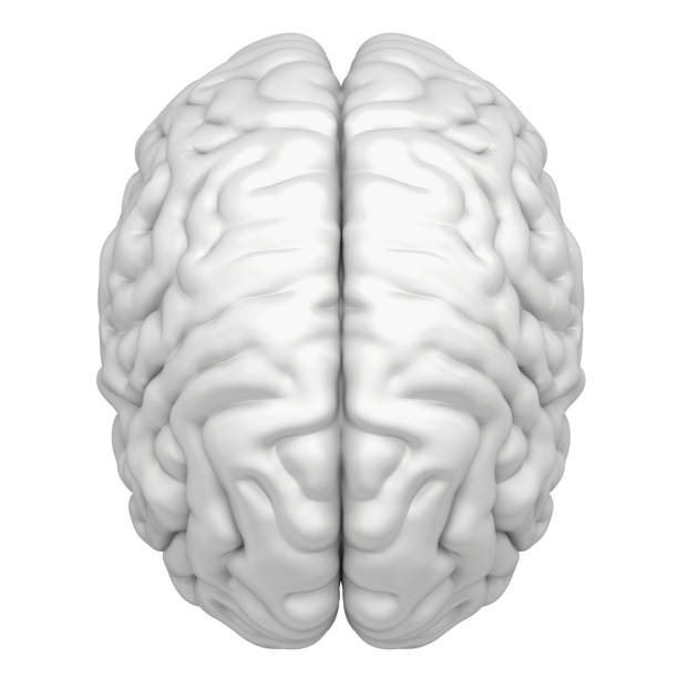 istock Brain is a close-up isolated on white background 654600360