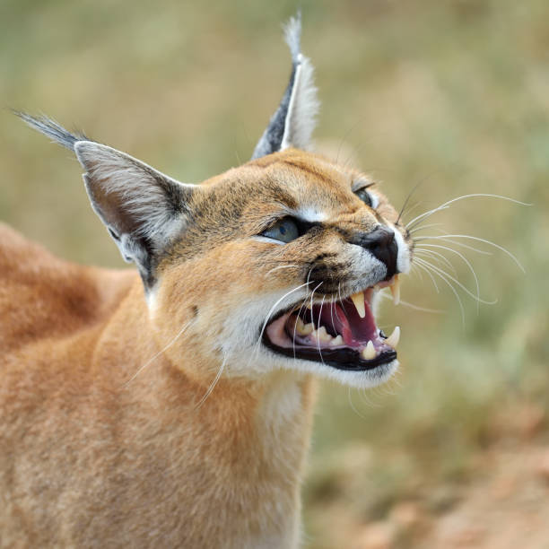 istock Caracal portrait in Namibia 654600470
