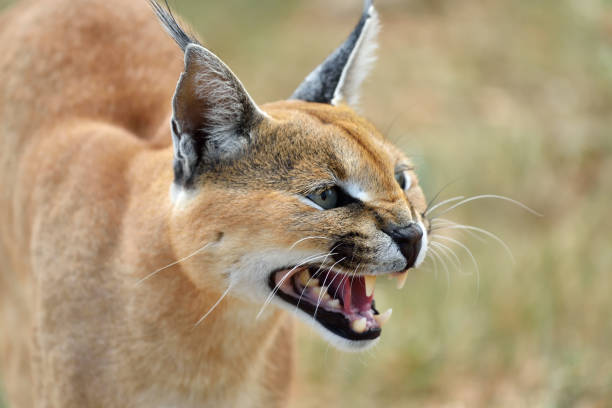 istock Caracal portrait in Namibia 654600476