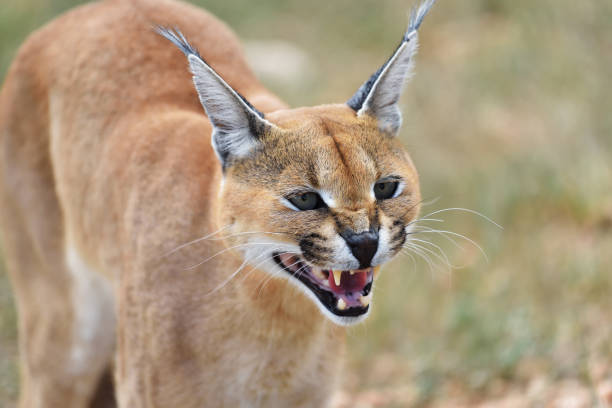 istock Caracal portrait in Namibia 654600478
