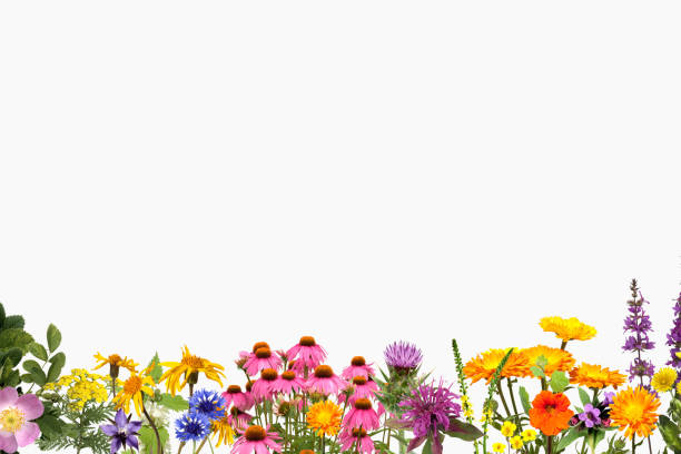 remedies, medicinal plant