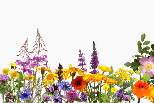 istock remedies, medicinal plant 654603848