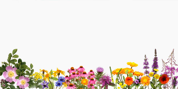 istock remedies, medicinal plant 654603876