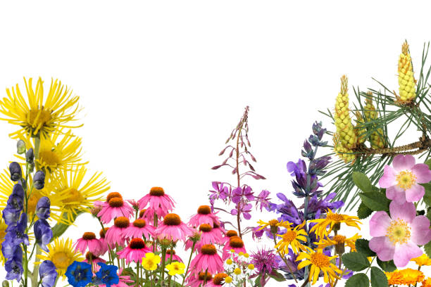 istock remedies, medicinal plant 654603928