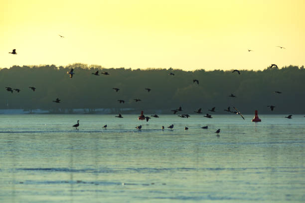 istock ducks on a snow covered lake in winter 654604260