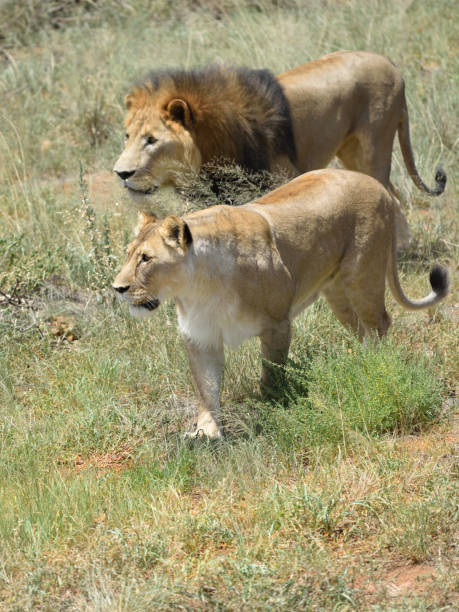 istock Pride of lions, Africa 654604392