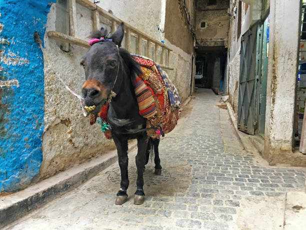 istock Donkey in Medina of Fez 654604786