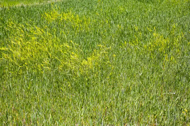 green field Close-up