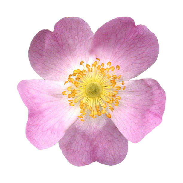 istock Rosehips; blossom, dog rose, blossom 654617294