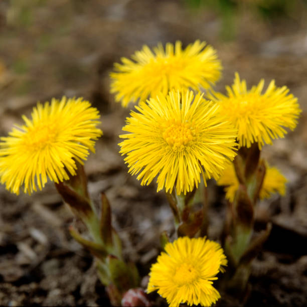 istock coltsfoot; Tussilago Farfara 654617460