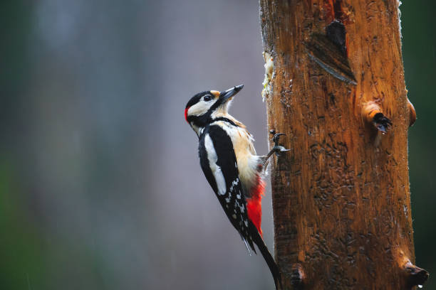 istock Great Spotted Woodpecker in a rainy spring forest 654617792
