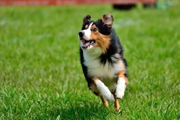 Happy dog, running and having fun