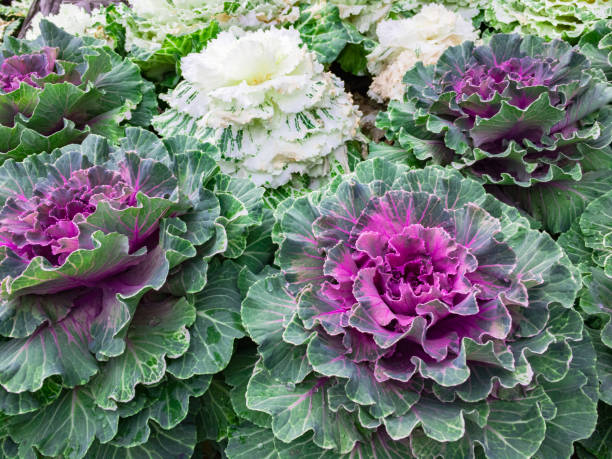 istock Organic collard white and red cabbage garden salad 654621994