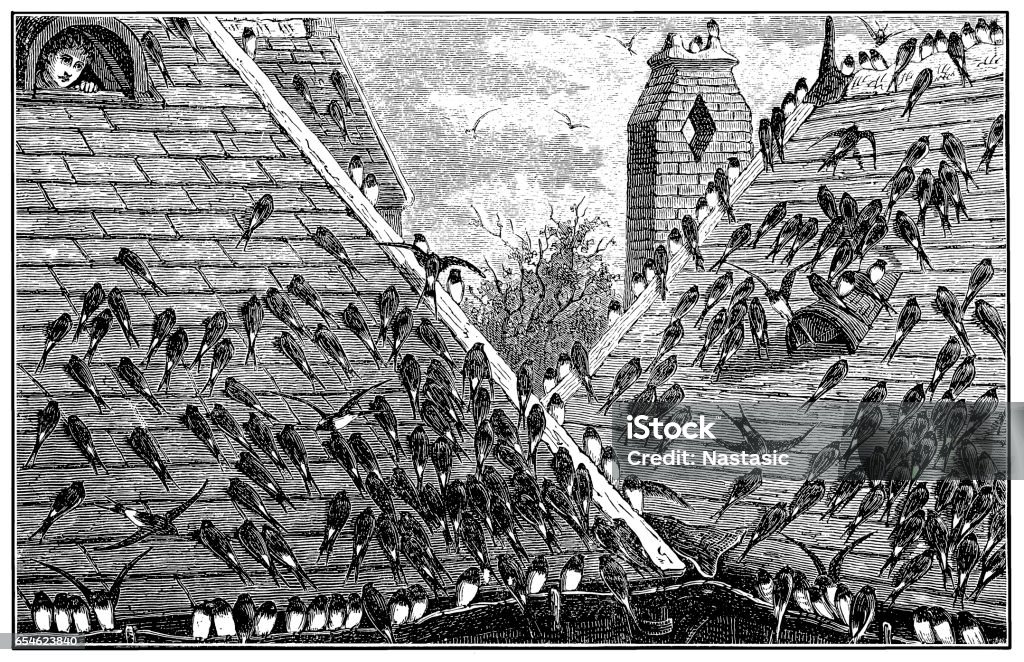 Swallows on roof Illustration of a swallows on roof 19th Century stock illustration