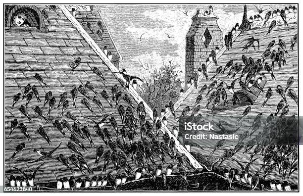 Swallows On Roof Stock Illustration - Download Image Now - 19th Century, Animal, Animal Wildlife