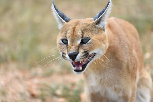 istock Caracal portrait in Namibia 654626120