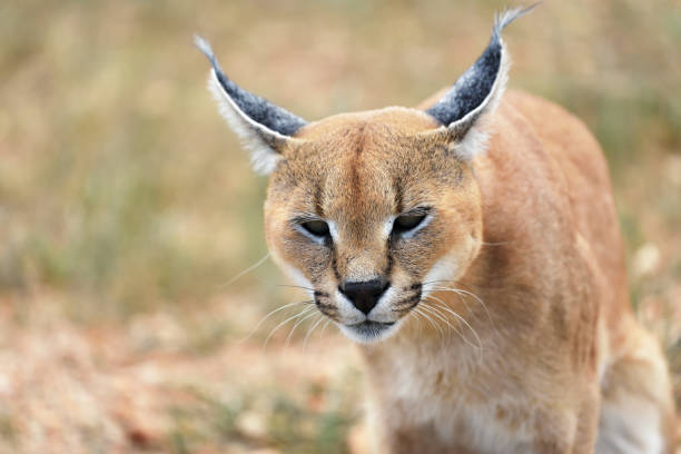 istock Caracal portrait in Namibia 654626122