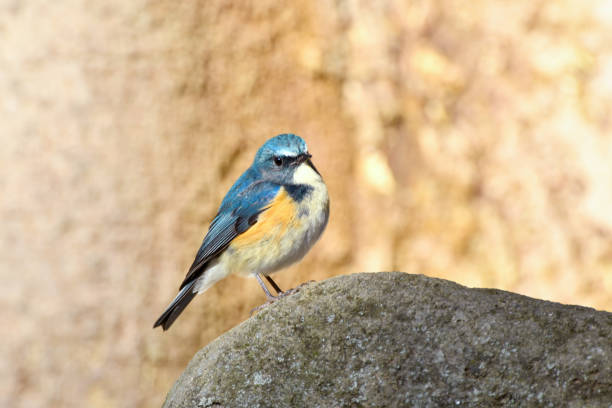 istock Male of Red-flanked bluetail 654626206