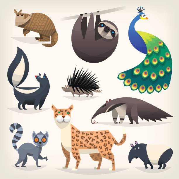 dzikie zwierzęta z sawanny, desery i lasy - lemur stock illustrations