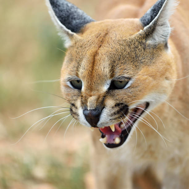 istock Caracal portrait in Namibia 654627450