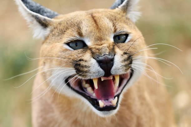 istock Caracal portrait in Namibia 654627454