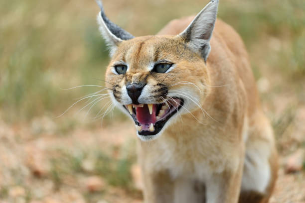 istock Caracal portrait in Namibia 654627456