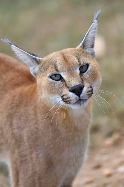istock Caracal portrait in Namibia 654627648