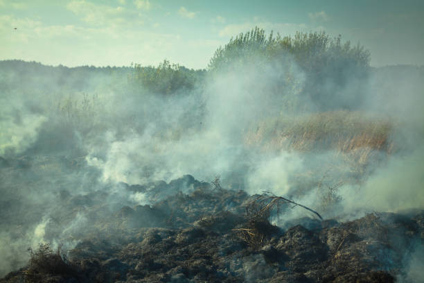 Dry grass burning in the early spring. Burning wood, peat, tragedy and disaster in the field. Background stock photo