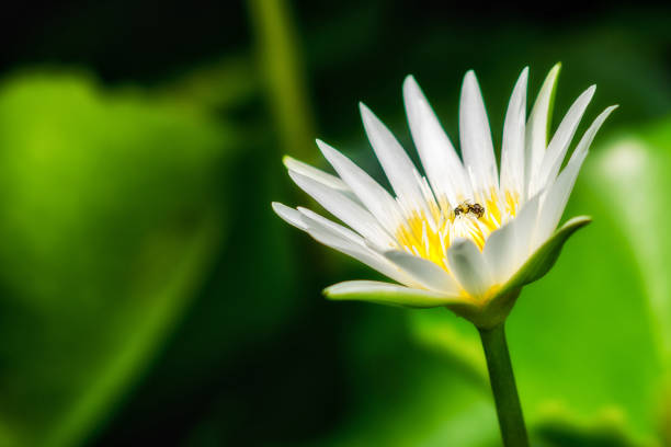 white water lily with bees stock photo