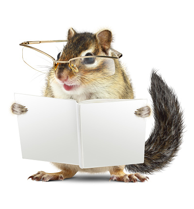 Funny animal chipmunk with glasses reading book jn white background