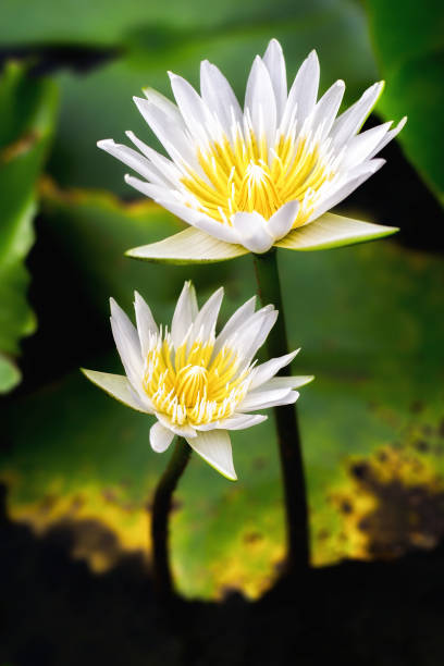 White water lilies stock photo