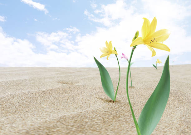Flowers blooming in the desert