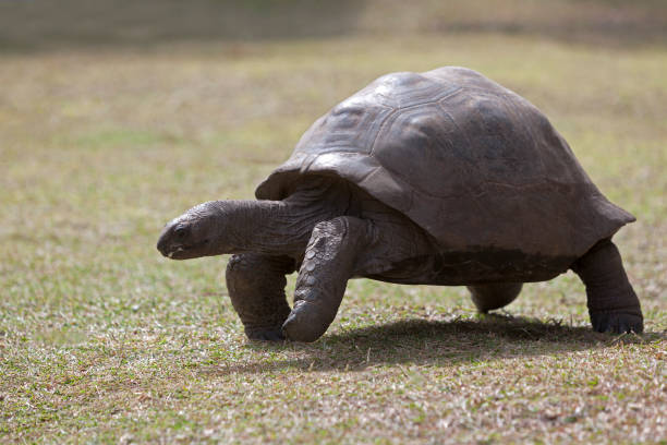 istock Giant tortoise at Curieuse island, Seychelles 654640836