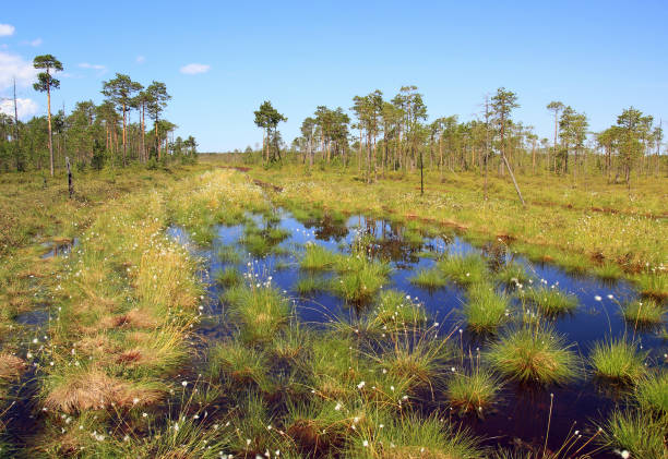 Summer.Swamp with flowering sedge in the Siberian taiga