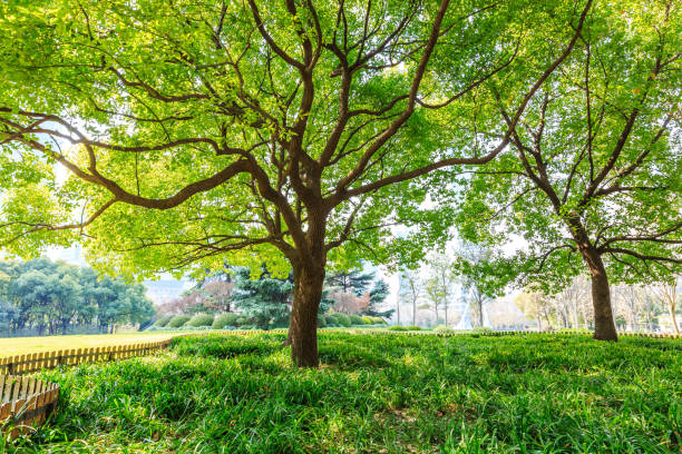 istock Green tree in Shanghai City Park 654644678