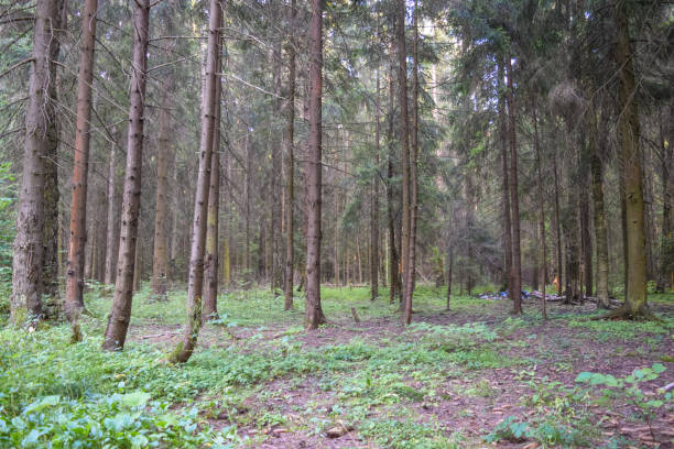 istock Wild nature of Russia 654647450