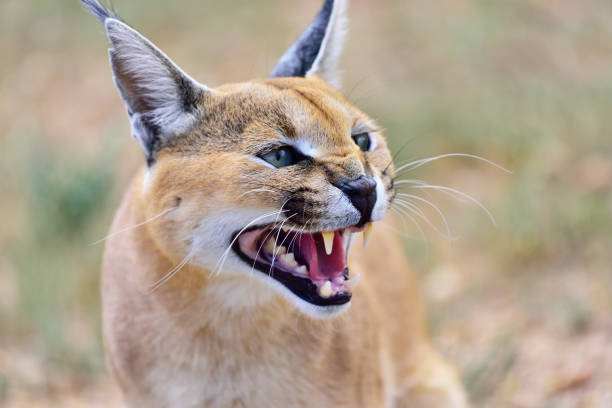 istock Caracal portrait in Namibia 654650702