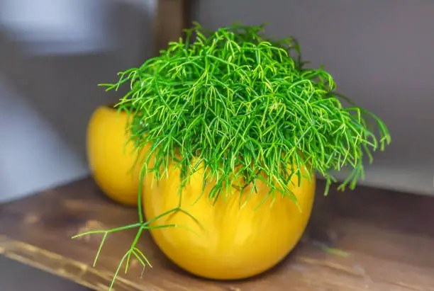Rhipsalis in a flowerpot stand on a table in a yellow flowerpot