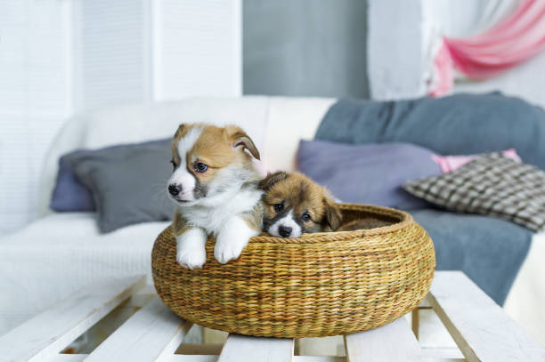 istock Two charming puppies in a basket. Gift by March 8. 654651888