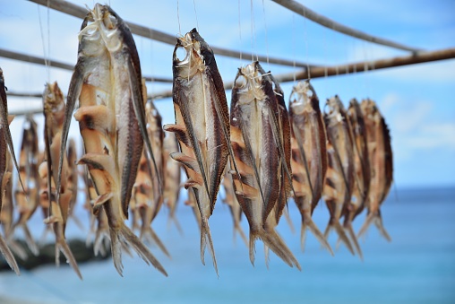 Traditional way for Dring fish at Lanyu island,Taiwan