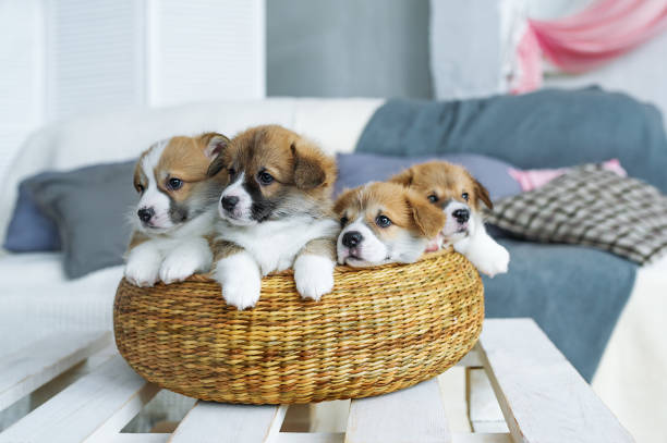 istock Four charming puppies in a basket. A gift by March 8. 654651938