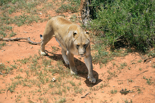 Wild Lioness in the African savanna, Namibia.