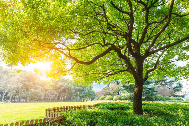 istock Green tree in Shanghai City Park 654652346