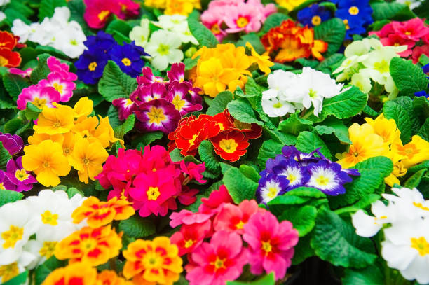 istock Garden greenhouse 654655614