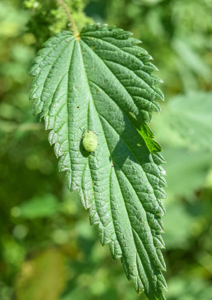 istock Wild nature of Russia 654662910