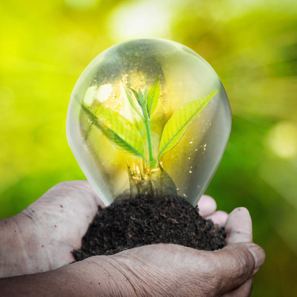 istock Fresh green small plant in light bulb 654665630