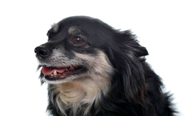 istock Small breed dog Chihuahua 654668566