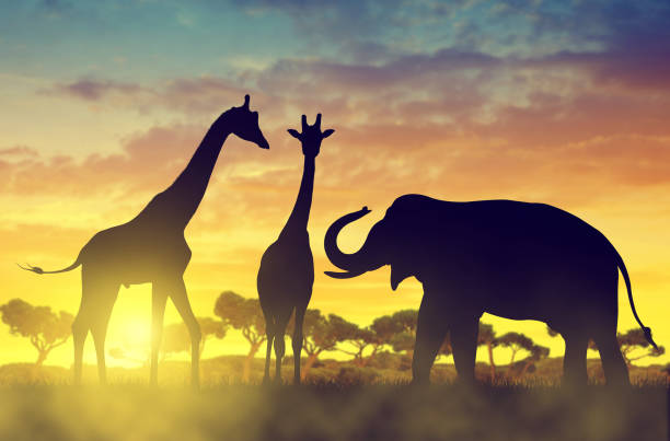 istock Silhouette elephant and giraffes on the savannah. 654669026